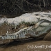 crocodile_american_tar_h_1526_cos2529.jpg